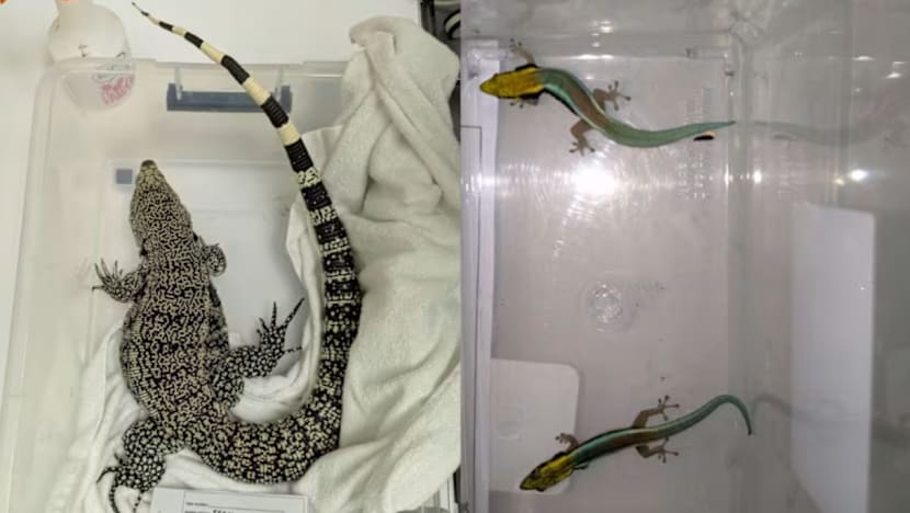 16 spesimen hidupan liar, termasuk spesies terancam, dirampas dalam serbuan NParks