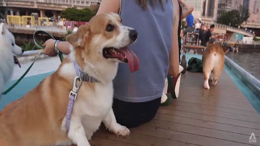 Hong Kong's Dog-Friendly Dining Scheme Overwhelms with Applications