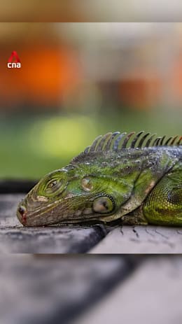 Frozen iguanas falling out of trees in Florida after record low temperatures