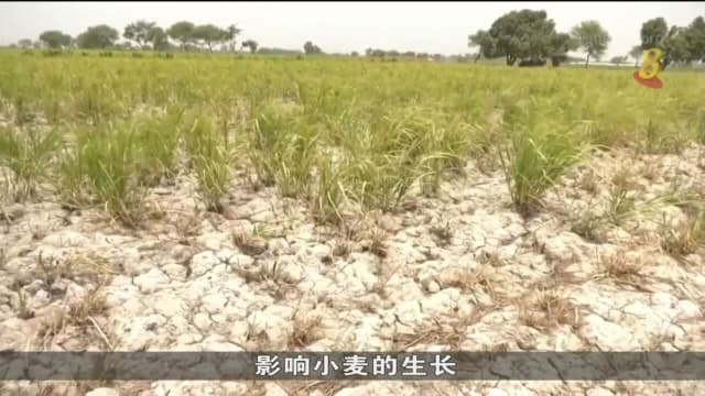巴基斯坦小麦供应不足 智库警告或出现粮食危机