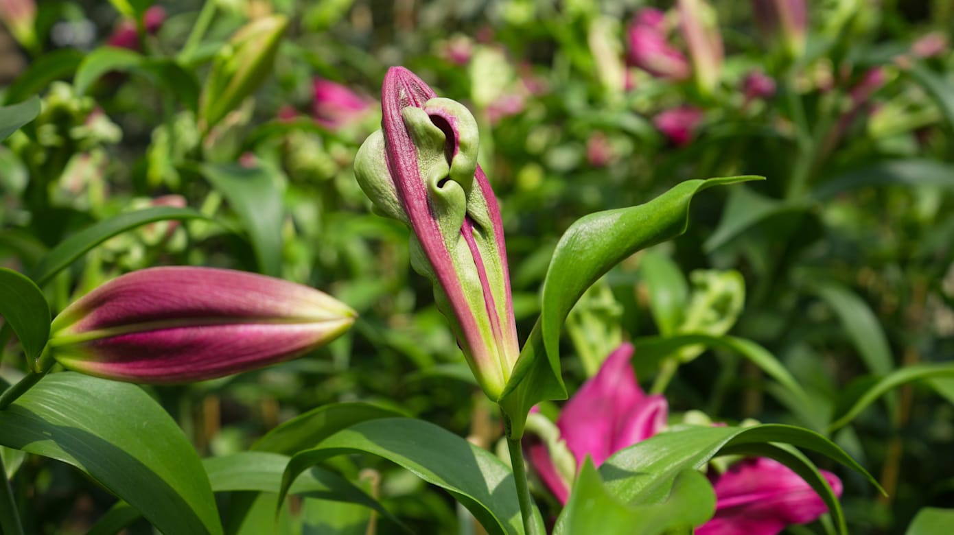 游客到花卉展可欣赏到46种，超过7000株百合花。（图：滨海湾花园）