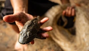 Dari Jakarta hingga Lembah Klang, mengapa ikan sapu-sapu sulit sekali diberantas?
