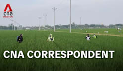 CNA Correspondent - Can rice farming ever be climate friendly?