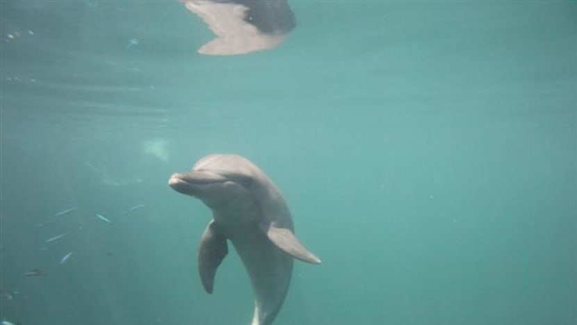 NParks’ vets observe ‘no abnormal behaviour’ by RWS dolphins after viral video raises alarm