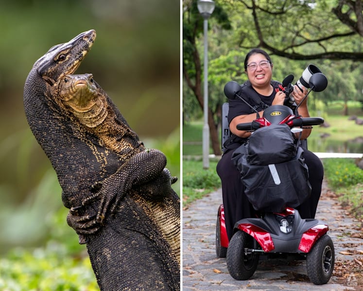 Battle under the heron's nest: Bishan-Ang Mo Kio park photo earns spot in Comedy Wildlife Awards finals