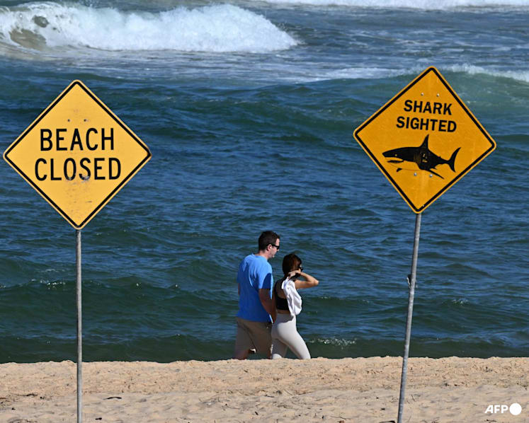 'Large shark' kills man off Sydney beach