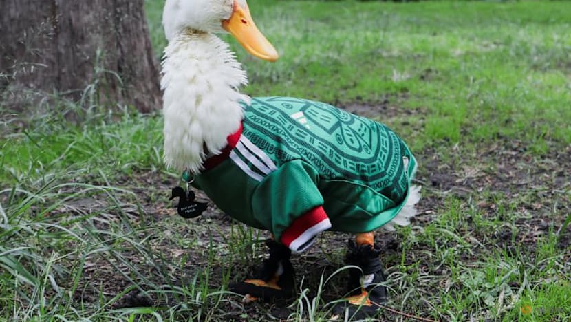 Merlin the duck: From Mexico City streets to World Cup stardom