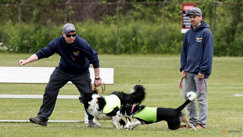 No wild goose chase: Two dogs keep birds off World Cup training pitch in Toronto