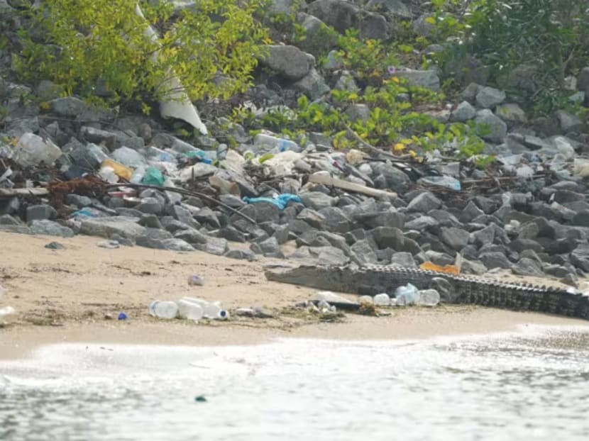 A crocodile was spotted on the shores near Marina East Drive on Oct 10, 2023.