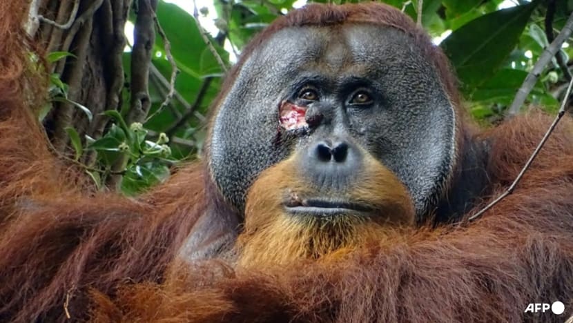 Self-care: Orangutan seen apparently treating wound Self-care: Orangutan seen apparently treating wound