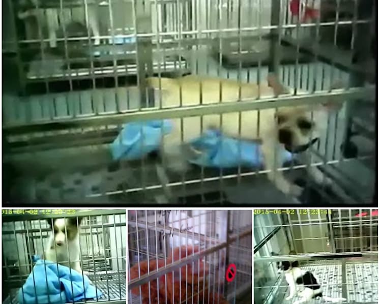 Many top-graded pet shops 'fail in animal welfare'