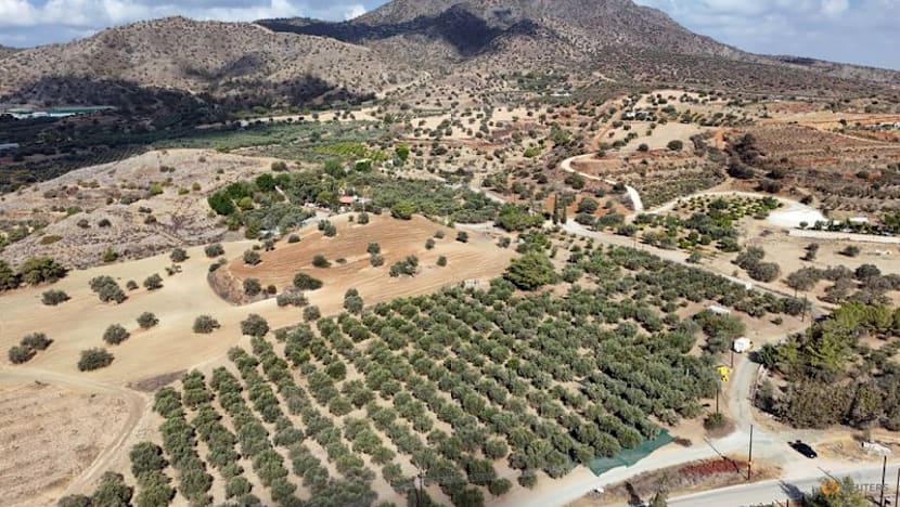 Olive oil with a kick seeks to energise Cypriot players