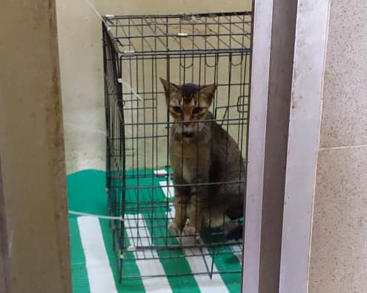Cat placed at bin centre: Tampines Town Council apologises for ‘lapse in protocol’
