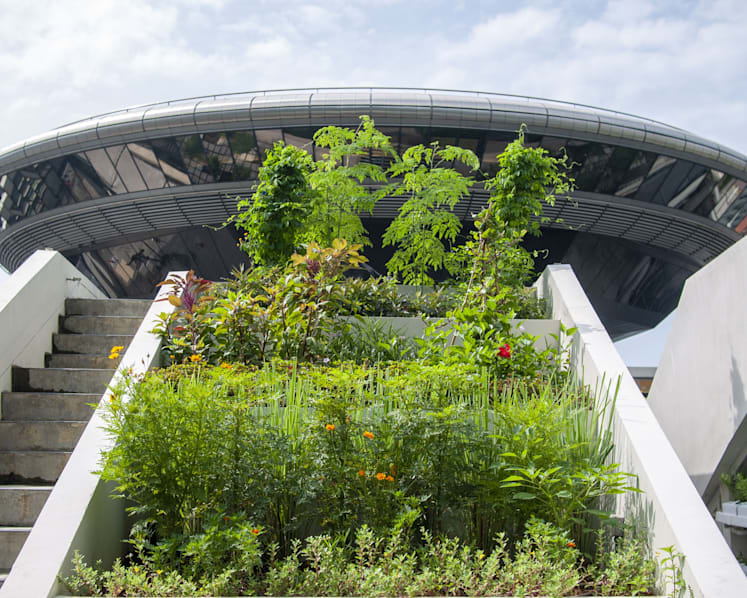 Spider researcher, Edible Garden City among 5 winners of President’s Award for the Environment