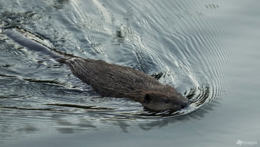 California aims to tap beavers, once viewed as a nuisance, to help with water issues and wildfires