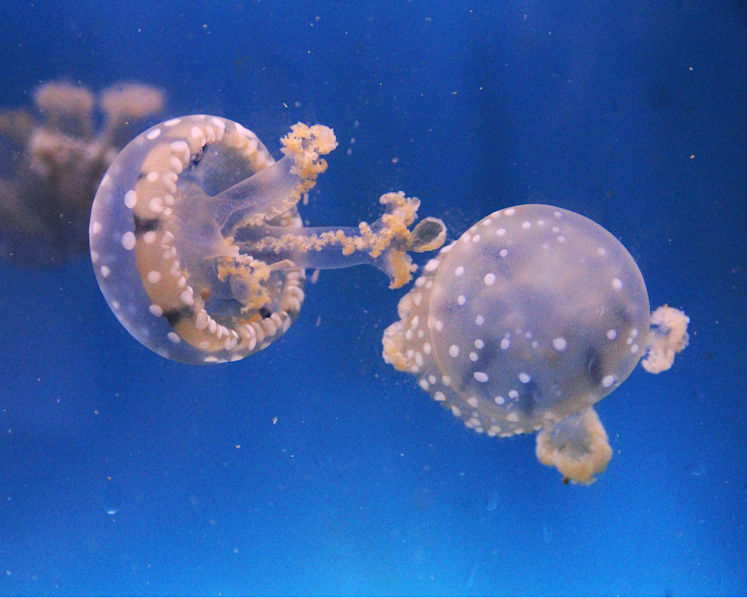 More than 500 babies born at S.E.A. Aquarium since last October