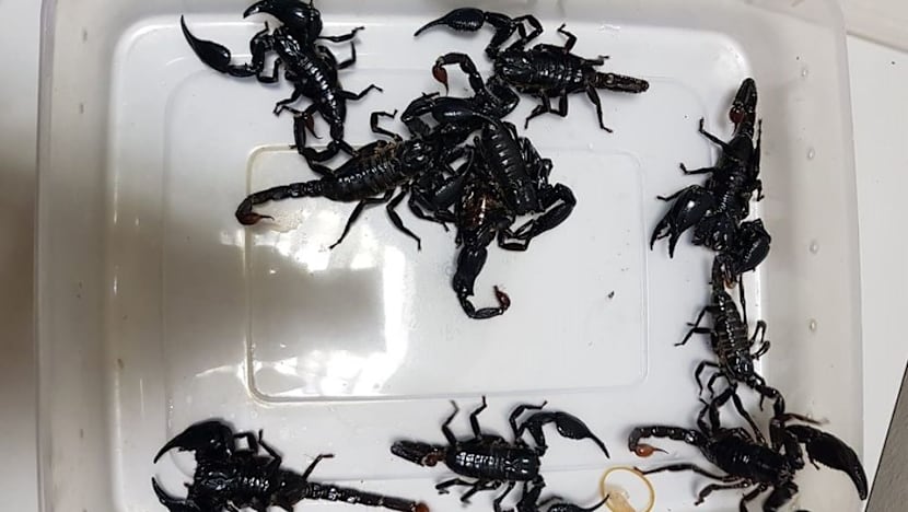 Man fined for trying to smuggle 10 scorpions in tissue box through Woodlands Checkpoint