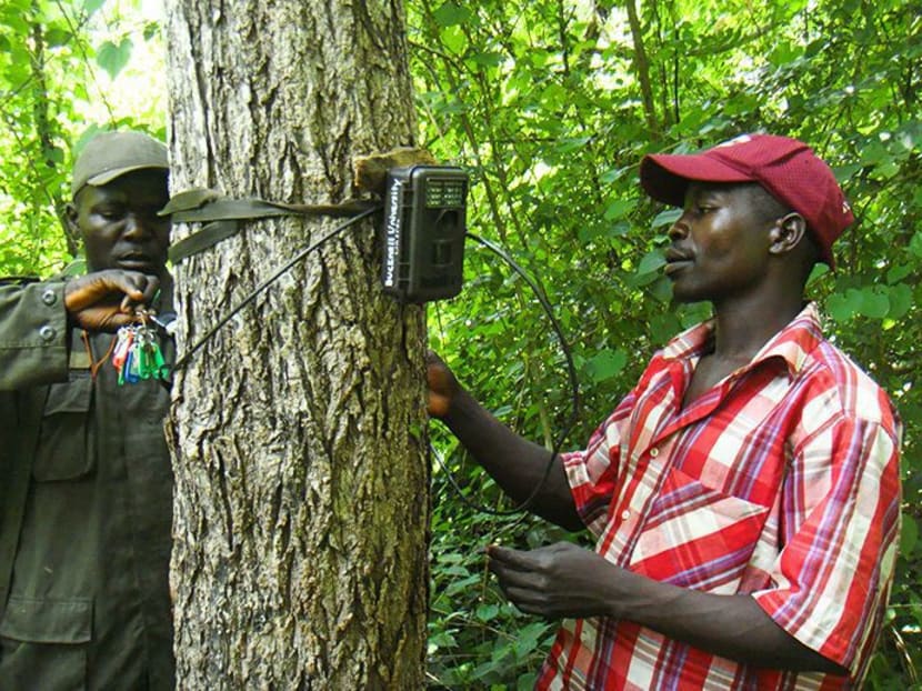 Rare elephant species found in war-torn South Sudan