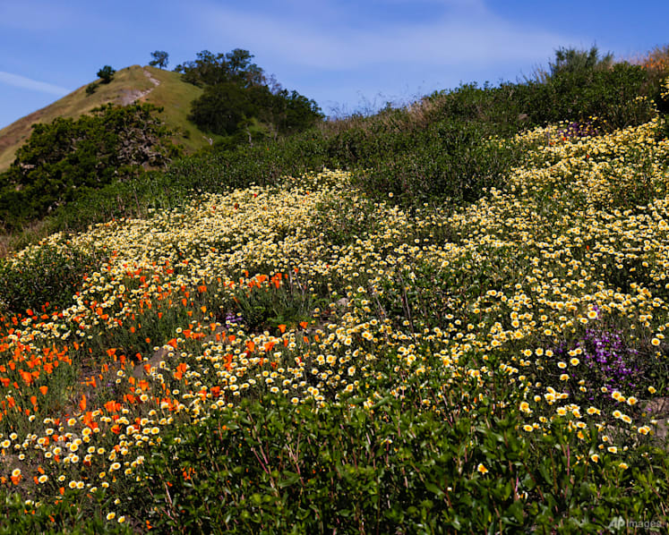 Wildflower superbloom sweeps across California, as experts highlight impacts from climate change