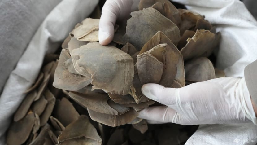 More than a ton of endangered pangolin scales seized in Thailand More than a ton of endangered pangolin scales seized in Thailand