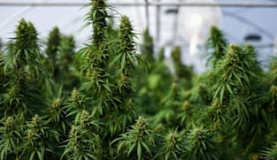 US eases access to marijuana for medical use    