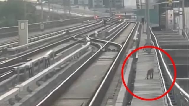 猴子闯入曼谷轻轨轨道 目前仍未“落网”