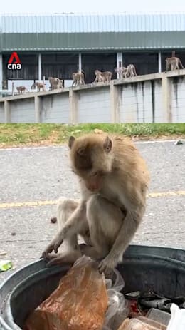  Around 100 monkeys run wild in Thai neighbourhood after escaping facility