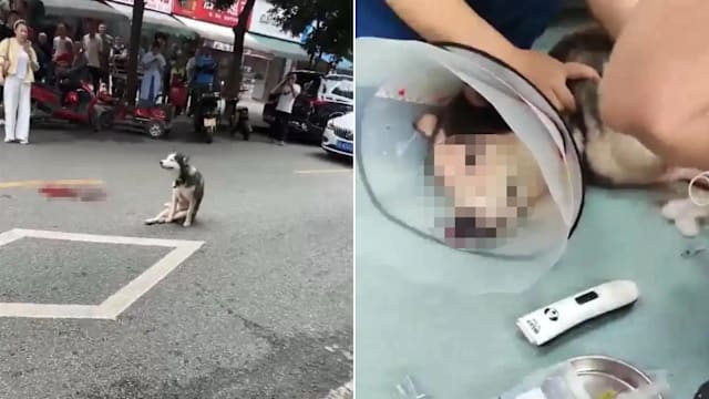 不满鸡被咬死 中国男子怒砍哈士奇致需被安乐死