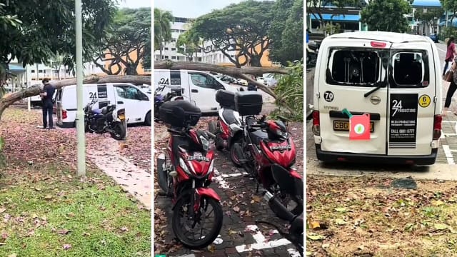 五层楼高树倒压毁货车 车顶凹陷玻璃碎