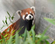 Taipei Zoo welcomes a pair of red pandas from China, first in over a decade