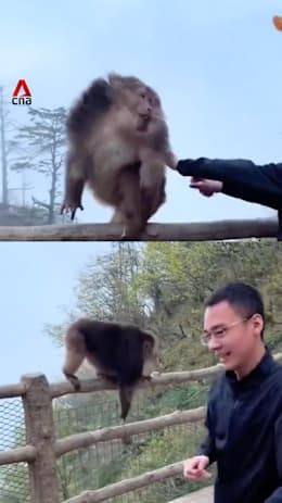 Man banned 3 years for pushing endangered monkey off ledge at China UNESCO site