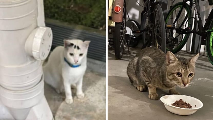Yishun, Punggol cat deaths likely caused by vehicle accidents; no evidence of deliberate cruelty: NParks Yishun, Punggol cat deaths likely caused by vehicle accidents; no evidence of deliberate cruelty: NParks