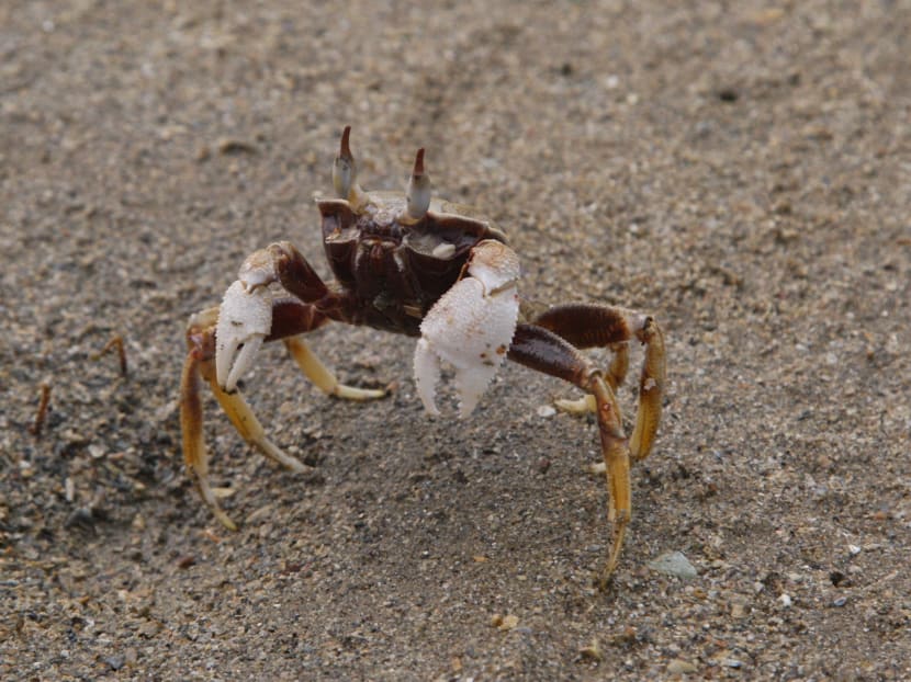 Searching the coast for marine life