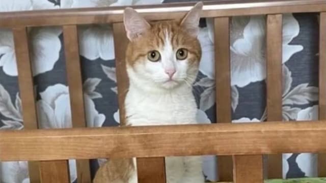 被误认成野猫 俄罗斯火车乘客爱猫被扔下车惨死