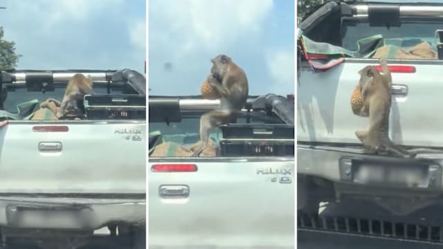 马国公路上演“美猴王偷果王” 片段 识货猴子跃上货车偷榴梿