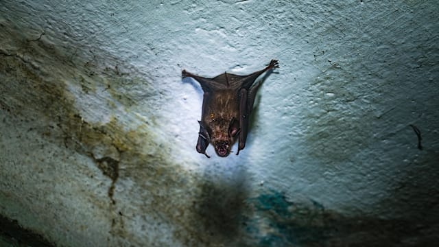 孟加拉通报立百病毒感染病例 传染病管理局：本地未发现相关病例