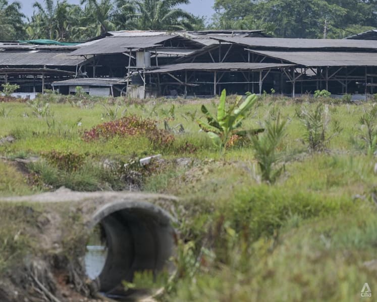 Why has pig farming in Malaysia’s Selangor state become a hot political issue? 