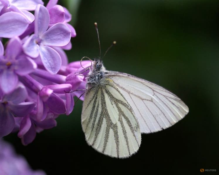 Butterfly wing patterns may trick predators with motion illusions