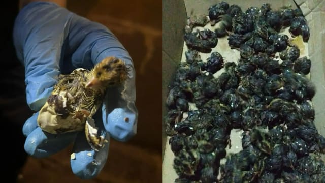 逾百只活鹌鹑遭弃林厝港垃圾桶 ACRES：抢救无果全死掉