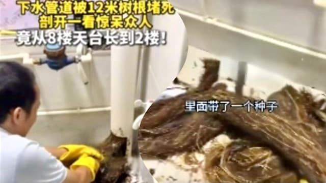 深圳居民楼下水管道被堵死 工人挖出12米长树根