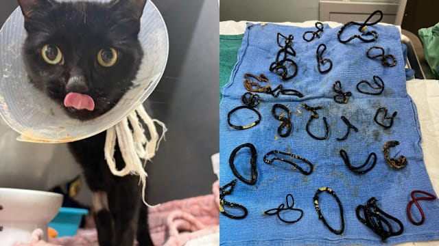 猫咪肠阻塞险被安乐死 开刀后发现吞下26发圈