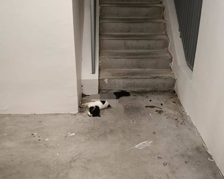NParks investigating after cat found dead in Yishun with legs splayed