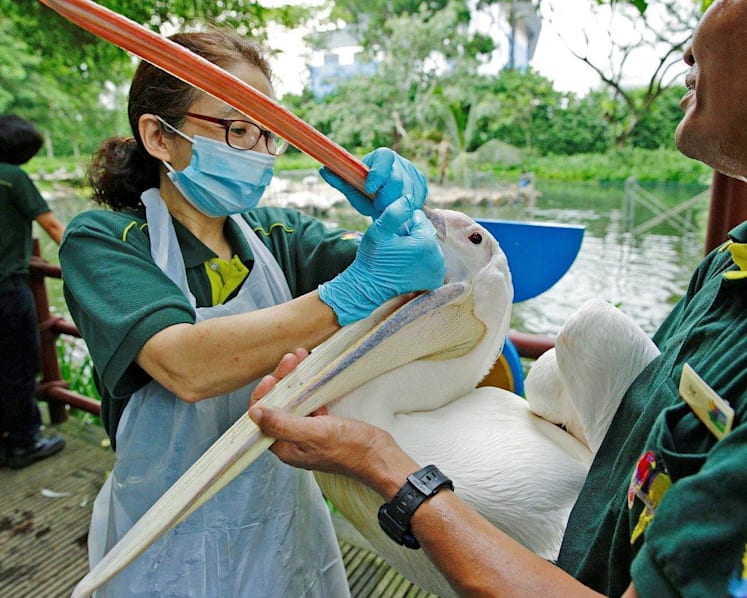 34 pelicans given clean bill of health at Jurong Bird Park