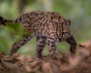 New cat species identified in Bolivia, first in over a century