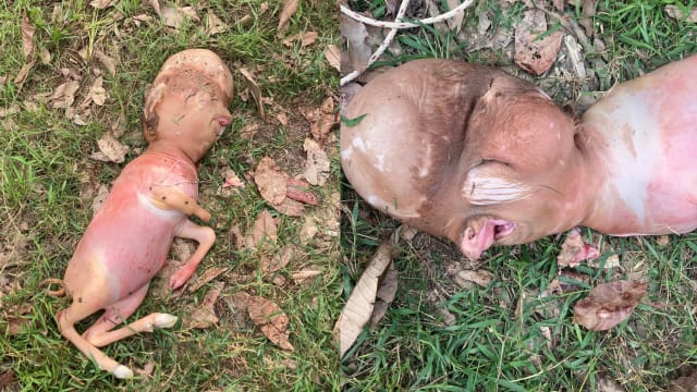 泰国出现“人头牛身”新生牛 被视为好预兆