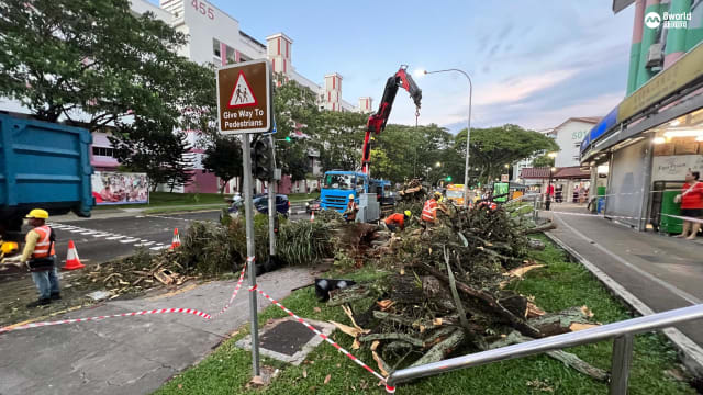 裕廊西大树倒下 一人送院
