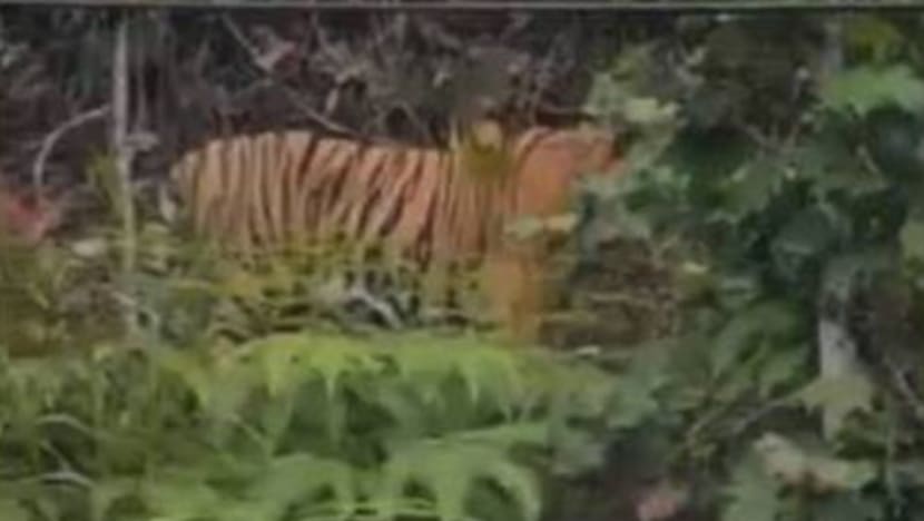 Penemuan tapak kaki harimau di Cameron Highlands, Perhilitan pastikan tiada ancaman Penemuan tapak kaki harimau di Cameron Highlands, Perhilitan pastikan tiada ancaman