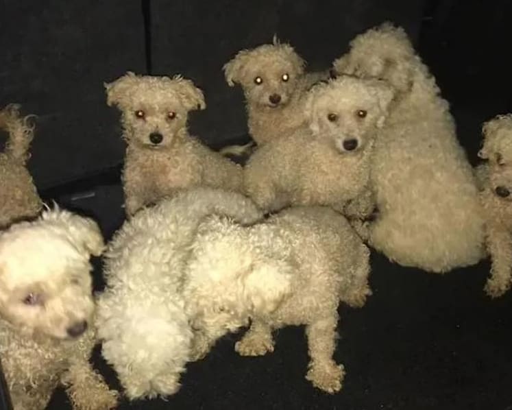 Woman fined for keeping 16 dogs without licence, not taking sick dog to vet
