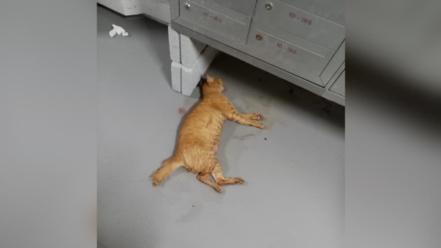 文礼组屋又现虐猫事故 橘猫疑被虐死 血溅四处