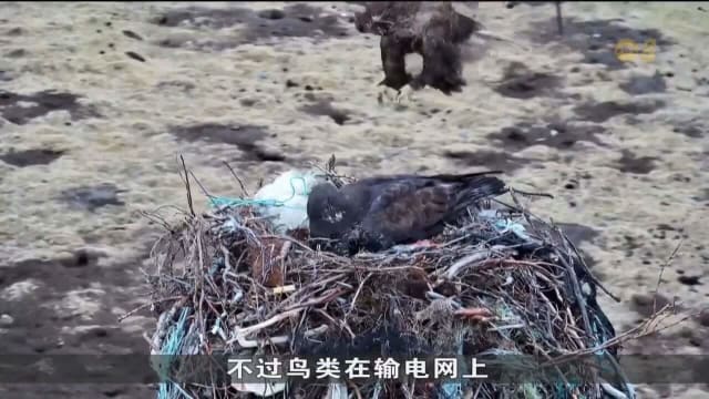 鸟群筑巢导致电网跳闸 中国电网公司建起人工鸟巢